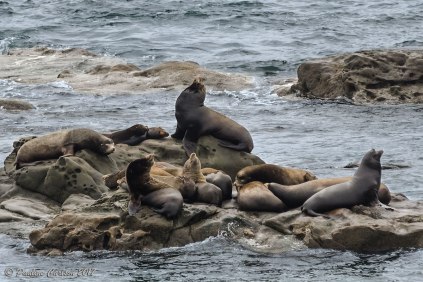 A photo of sea lions at Simpson Reef on the Oregon Coast