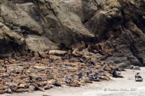 A photo of sea lions at Simpson Reef on the Oregon Coast taken with a Sigma 150-600mm lens
