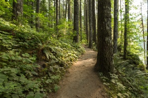 Photo of Lower Falls Trail in Gifford Pinchot National Forest