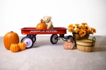Pauline’s Photography fall red wagon and pumpkins